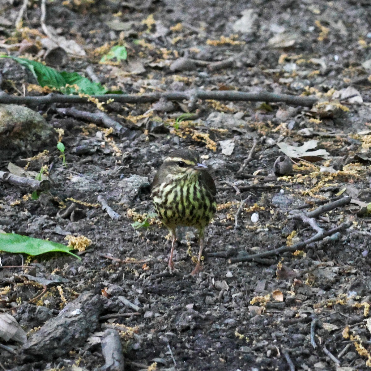 Northern Waterthrush - ML573285401