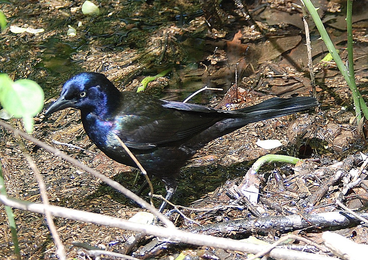 Common Grackle - ML57328551
