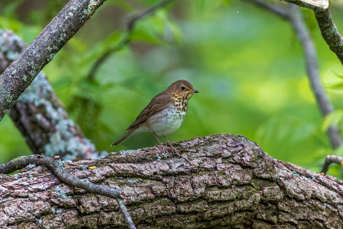 Swainson's Thrush - Steve Wilson