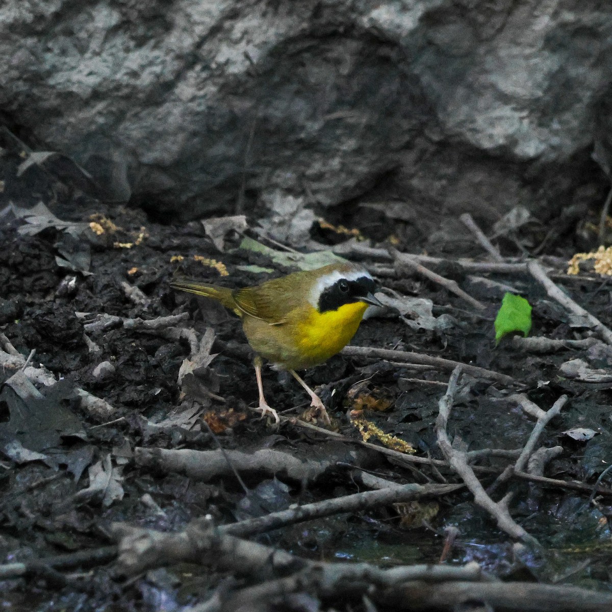 Common Yellowthroat - ML573285611