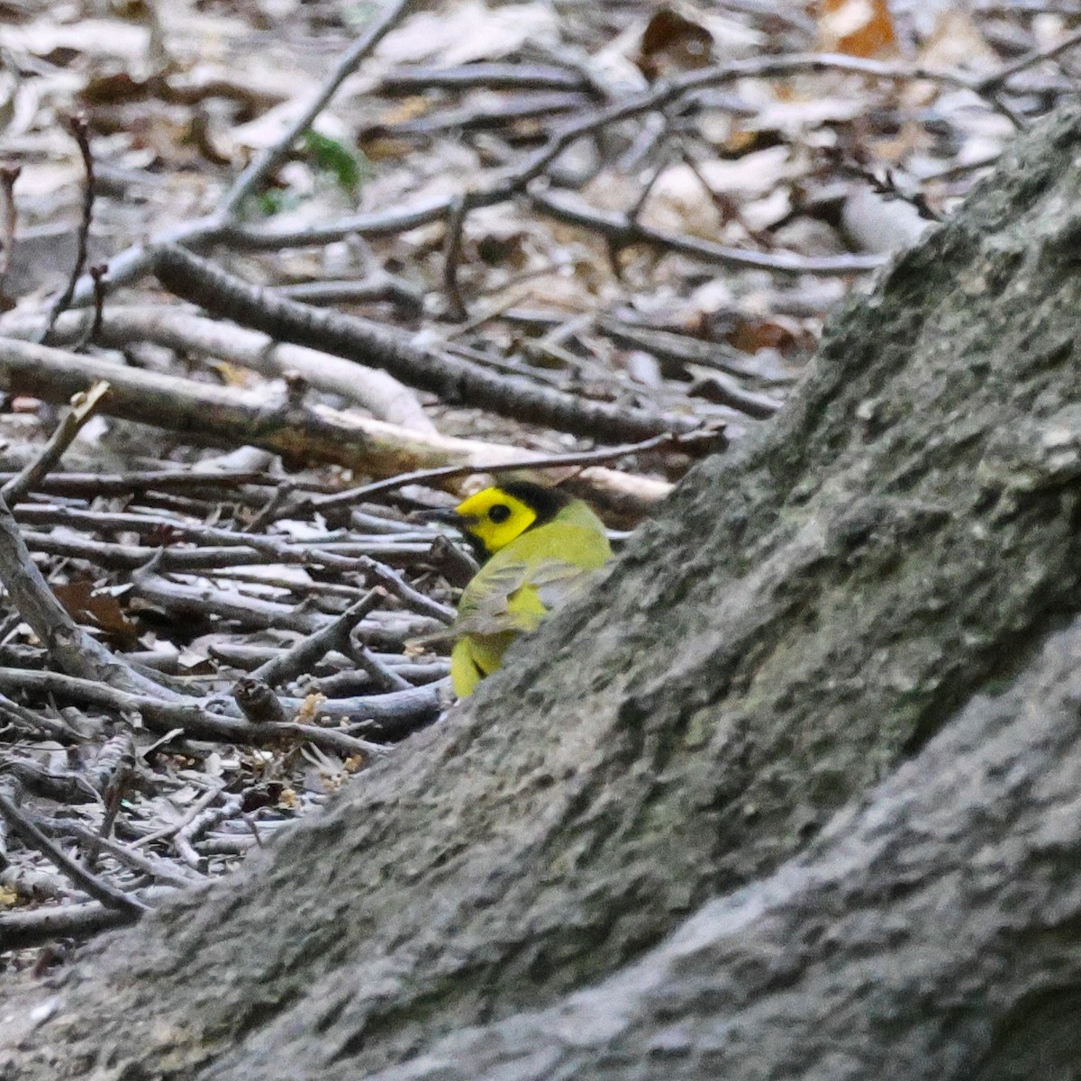 Hooded Warbler - Steve Solnick