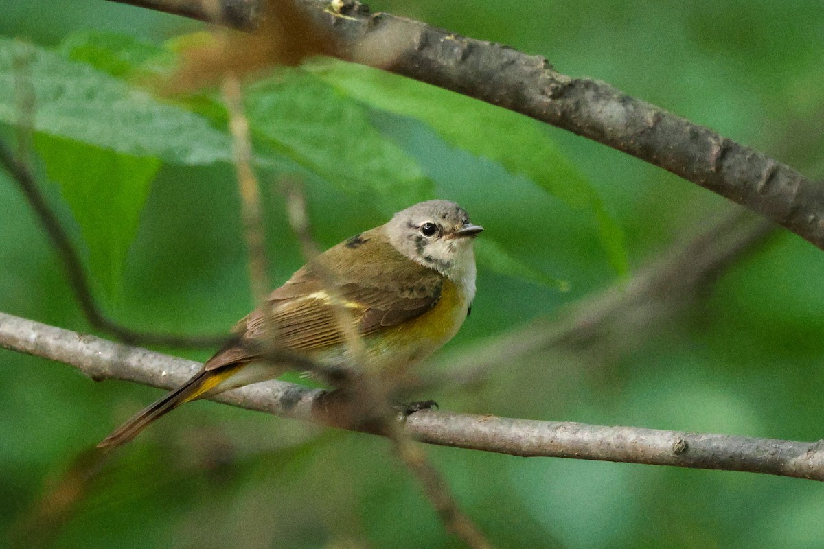 American Redstart - ML573285861