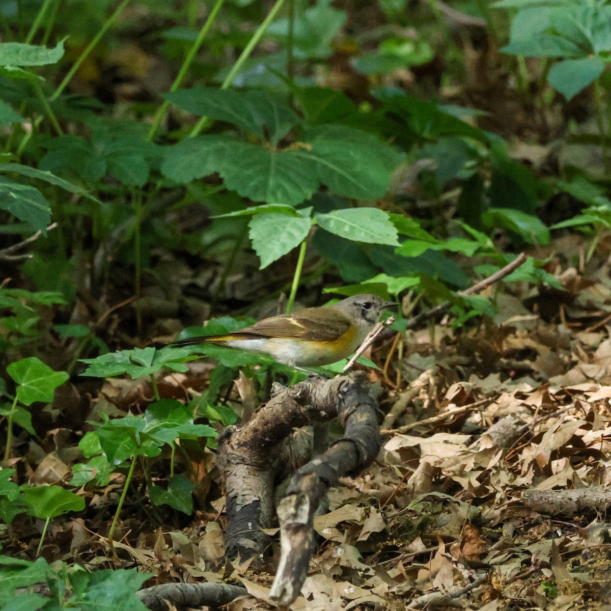 American Redstart - ML573285871