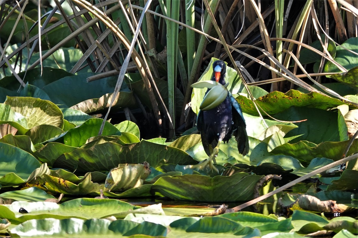 Purple Gallinule - ML573286011