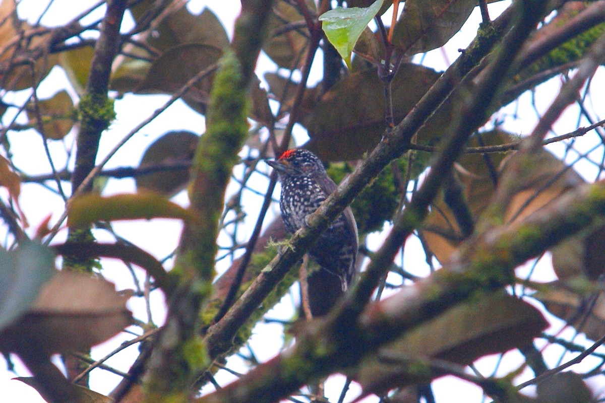 Speckle-chested Piculet - ROYAL FLYCATCHER /Kenny Rodríguez Añazco