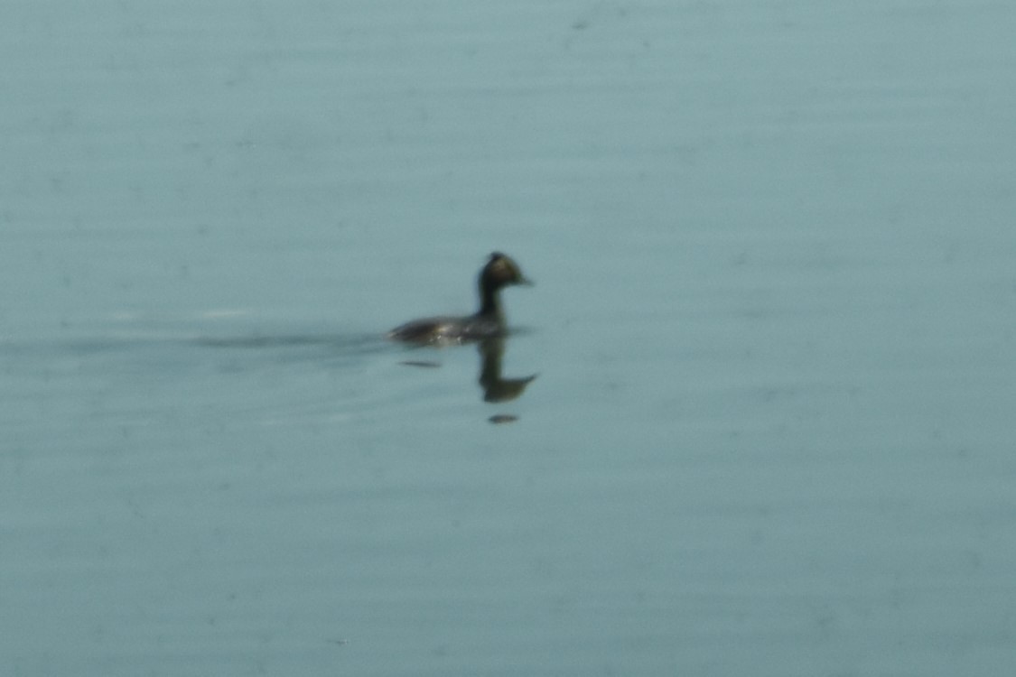 Eared Grebe - Jason Leduc