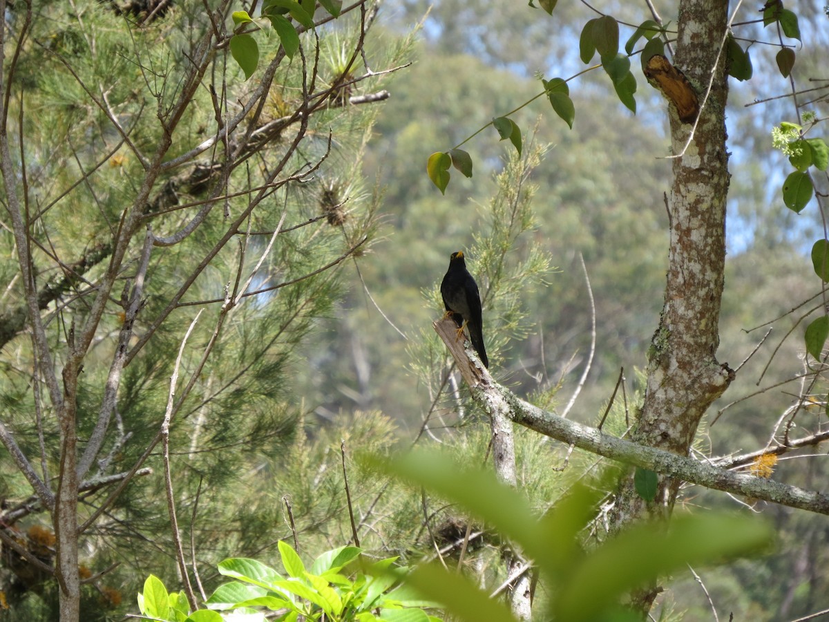 Yellow-legged Thrush - ML573286281