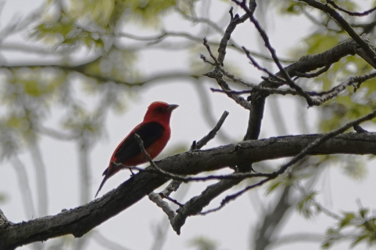 Scarlet Tanager - ML573286471