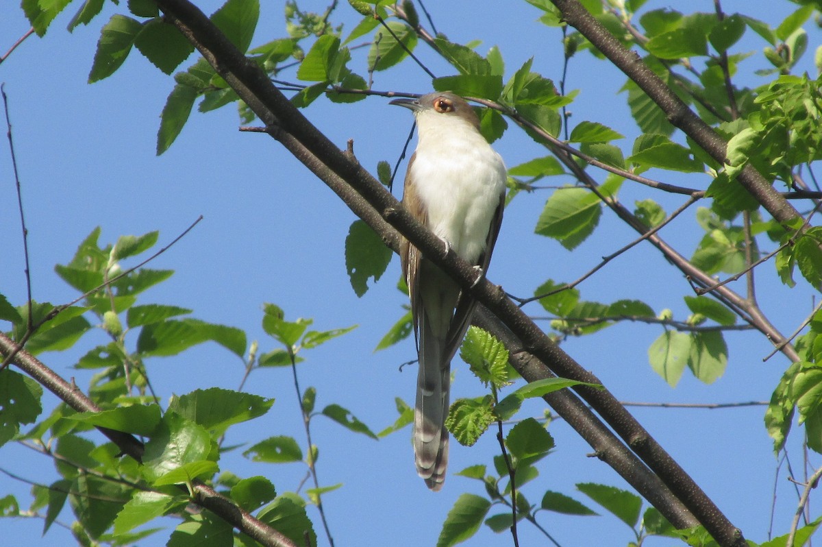 Black-billed Cuckoo - ML573286801