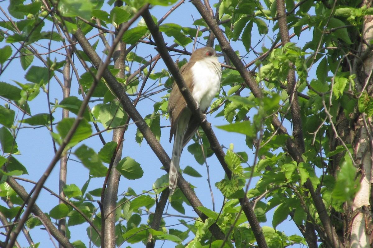 Black-billed Cuckoo - ML573286811