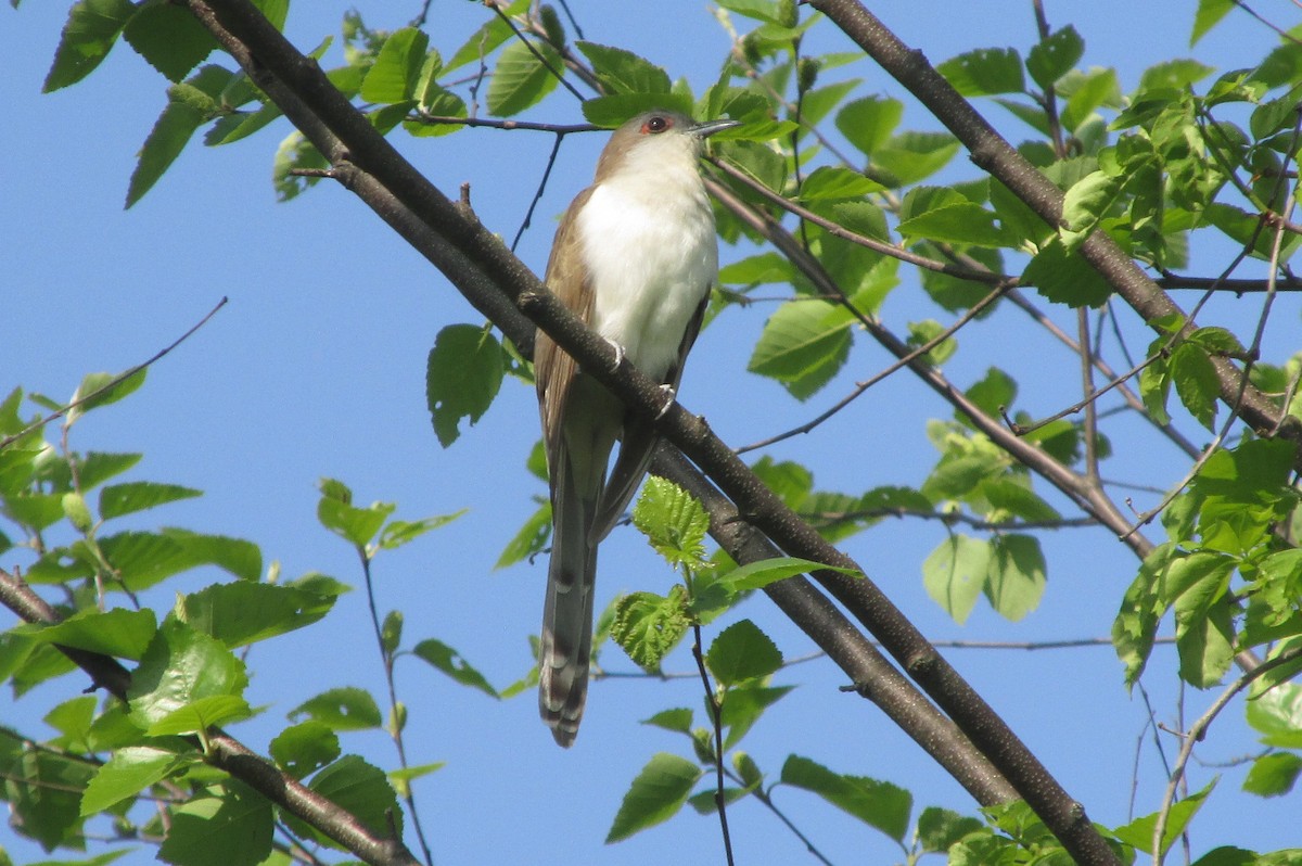 Black-billed Cuckoo - ML573286821