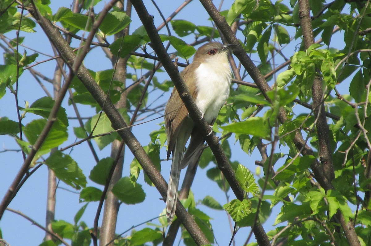 Black-billed Cuckoo - ML573286841