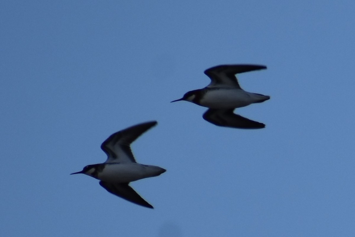 Red-necked Phalarope - ML573286971