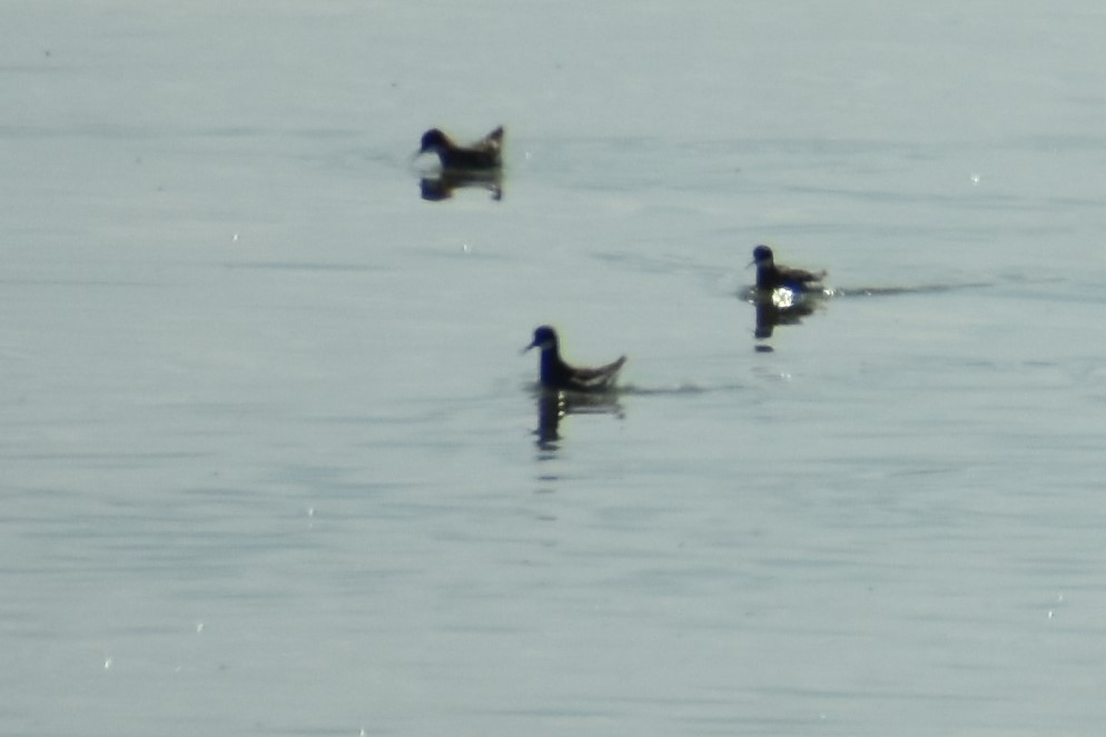 Red-necked Phalarope - ML573286981