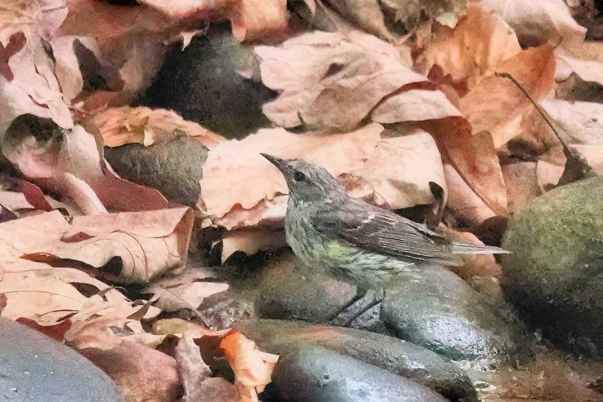 Cape May Warbler - Alan Mitchnick