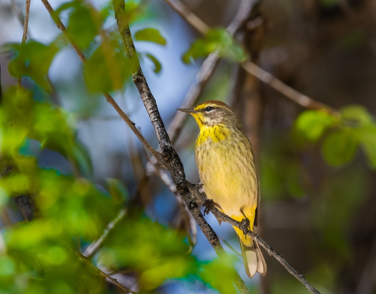 Palm Warbler - Jim Merritt