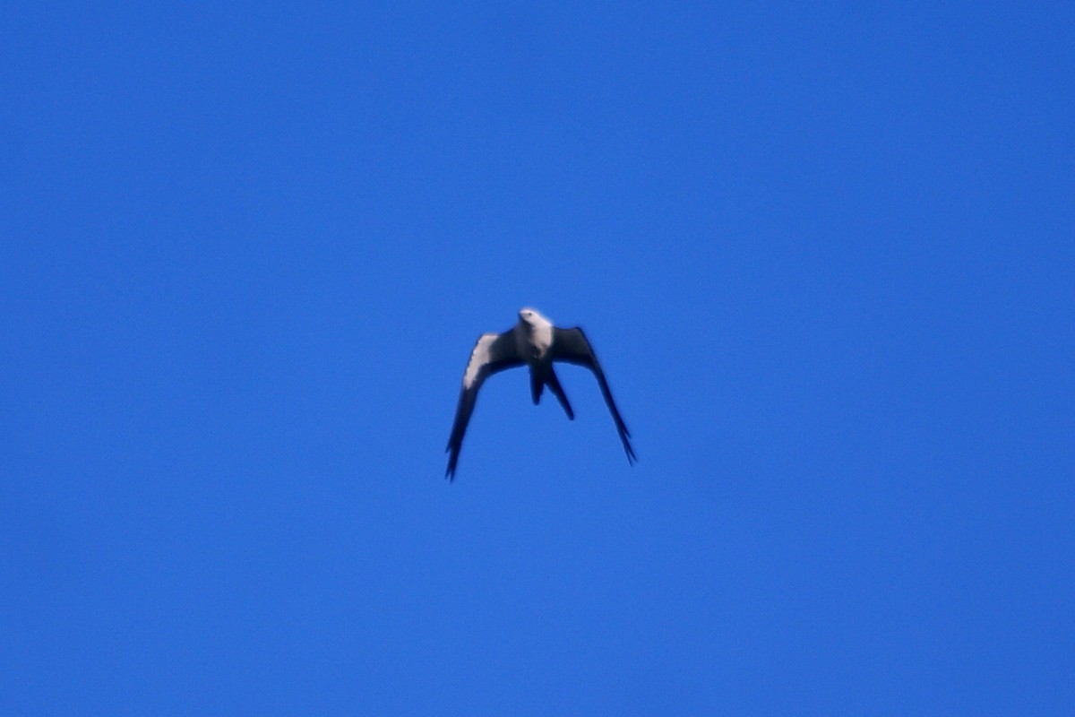 Swallow-tailed Kite - ML573287861
