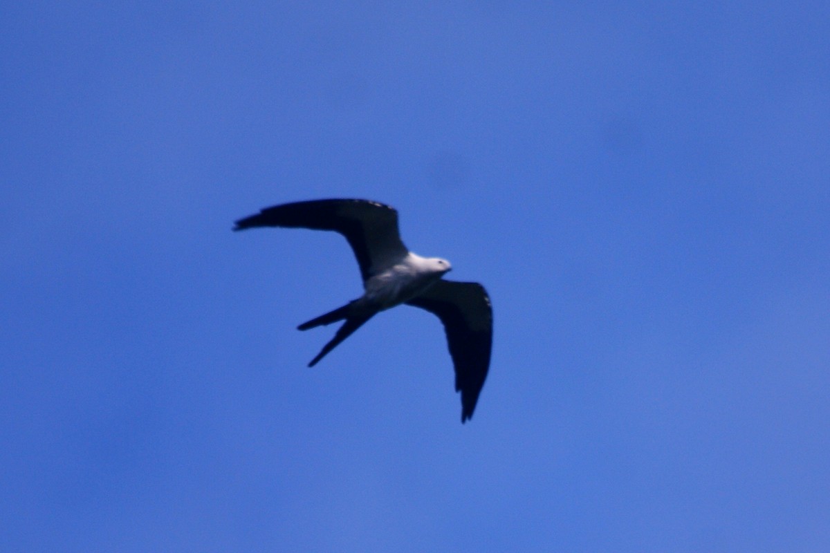 Swallow-tailed Kite - ML573287871