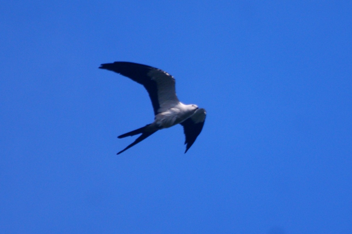 Swallow-tailed Kite - ML573288001