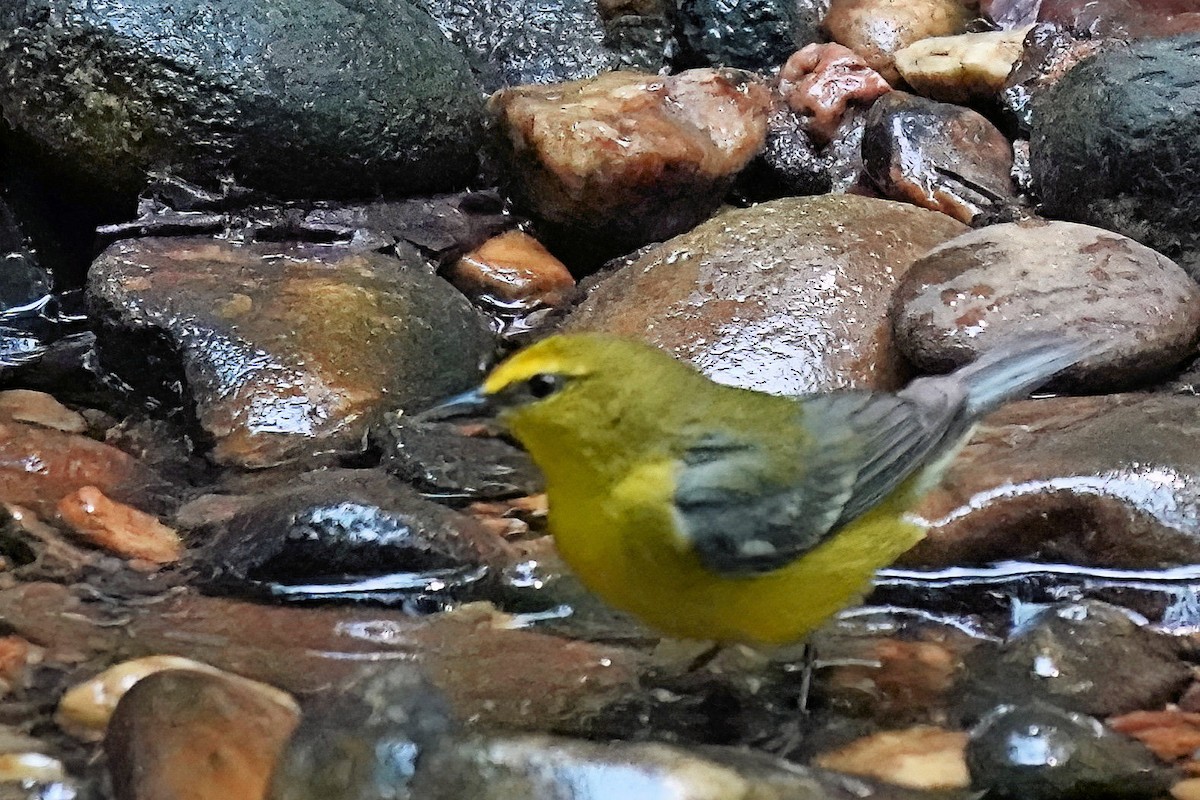 Blue-winged Warbler - ML573288181