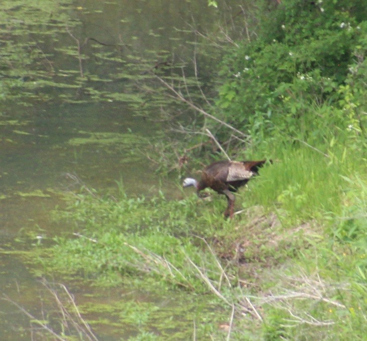 Wild Turkey - Cristopher McFall