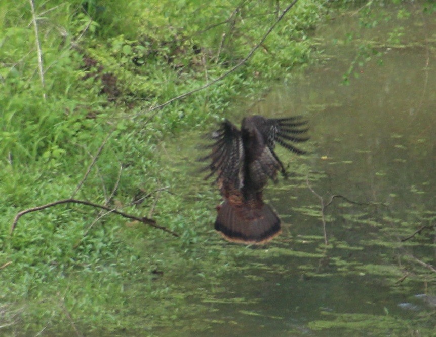 Wild Turkey - Cristopher McFall