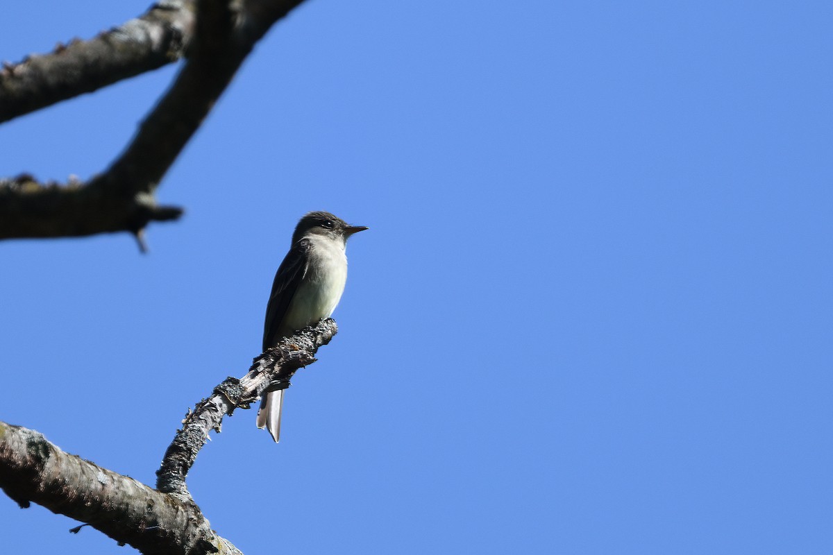 Eastern Wood-Pewee - ML573288481