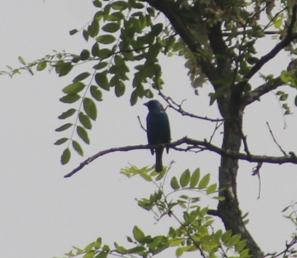 Indigo Bunting - ML573288651