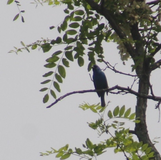 Indigo Bunting - ML573288661