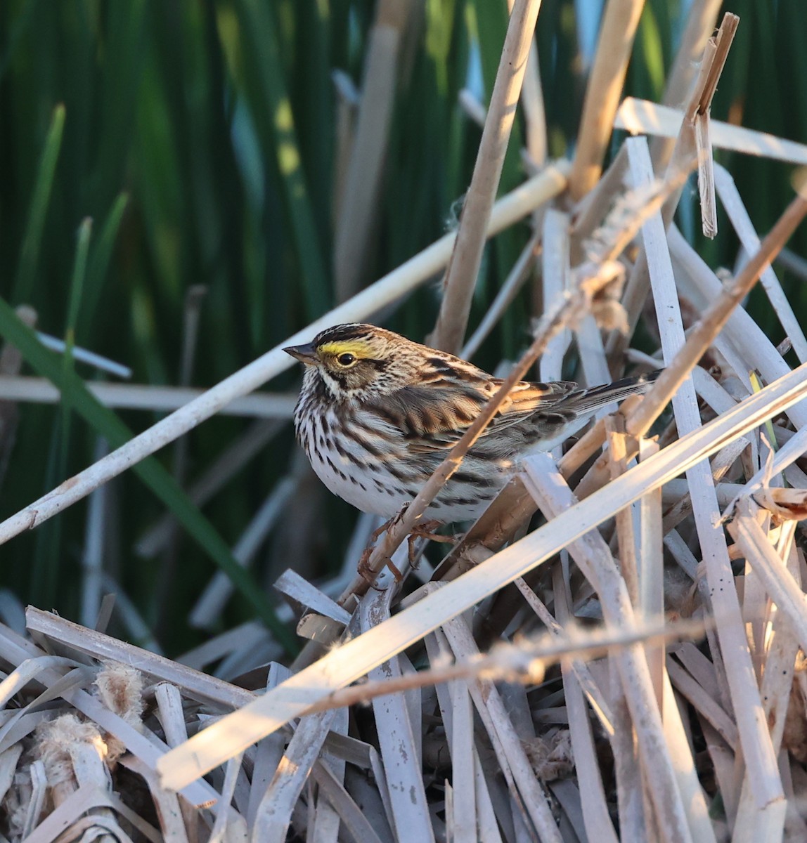 Savannah Sparrow - ML573288891