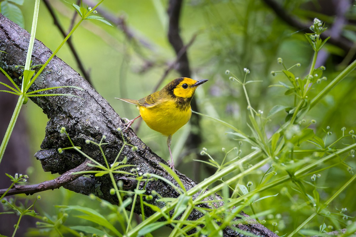 Hooded Warbler - Steve Wilson