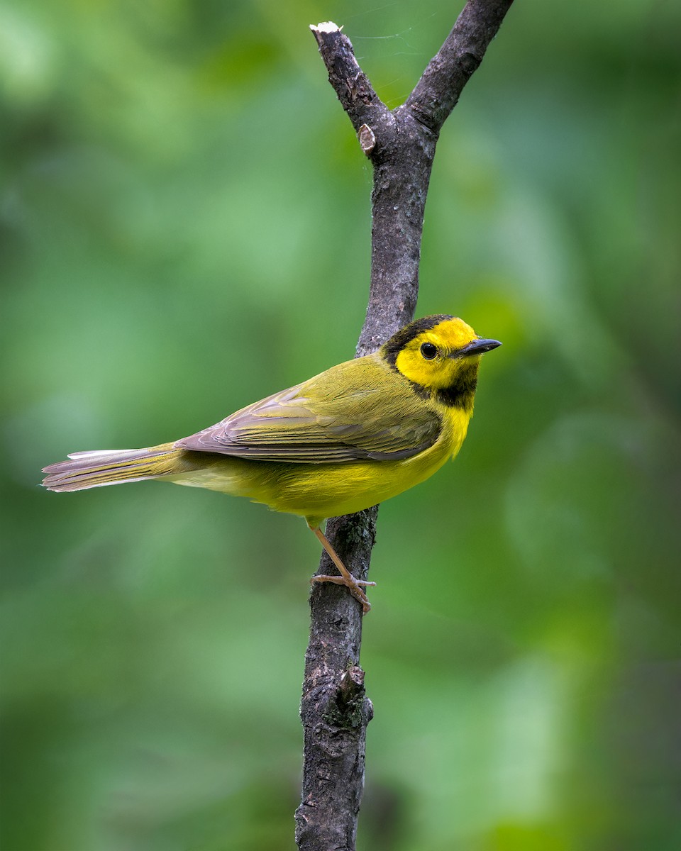 Hooded Warbler - ML573288931