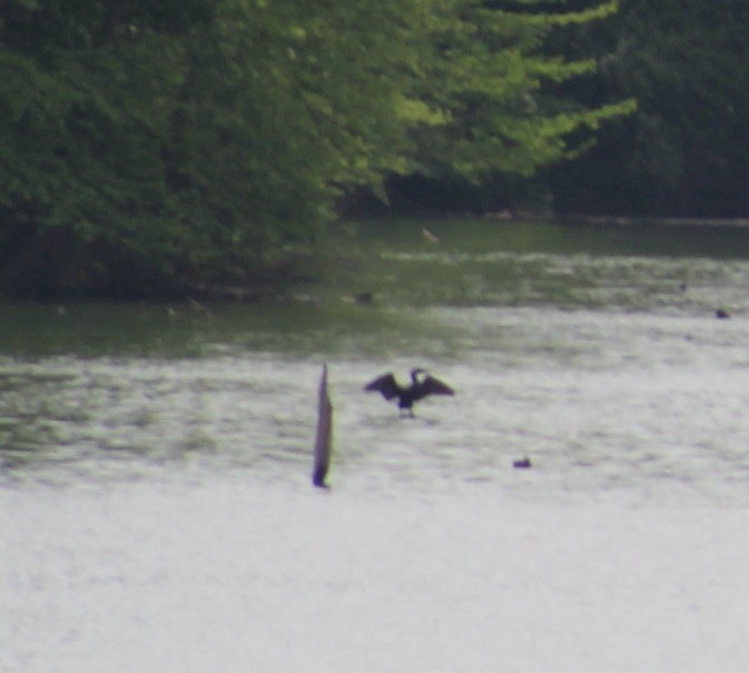 Double-crested Cormorant - Cristopher McFall