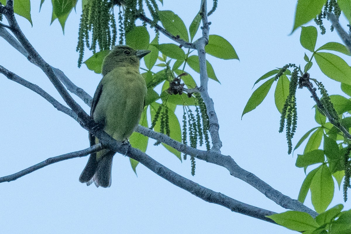 Scarlet Tanager - derek allard