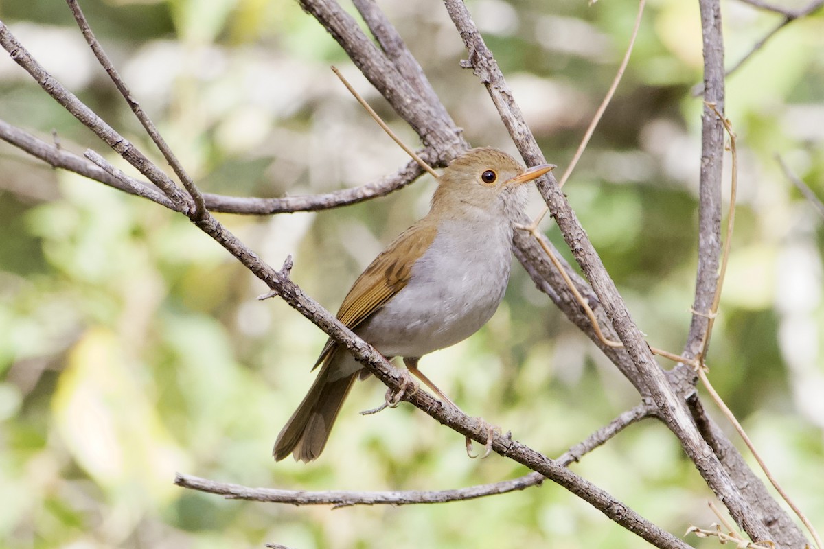 Orange-billed Nightingale-Thrush - ML573289571