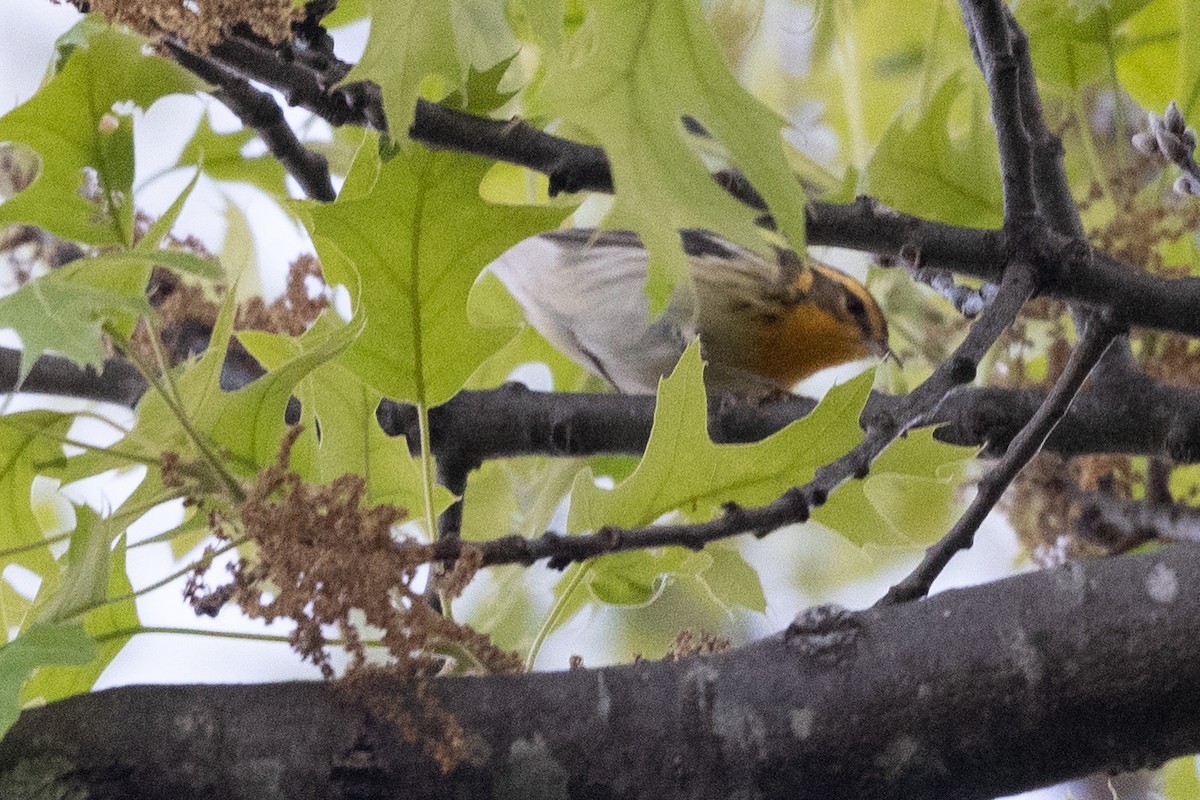 Blackburnian Warbler - derek allard