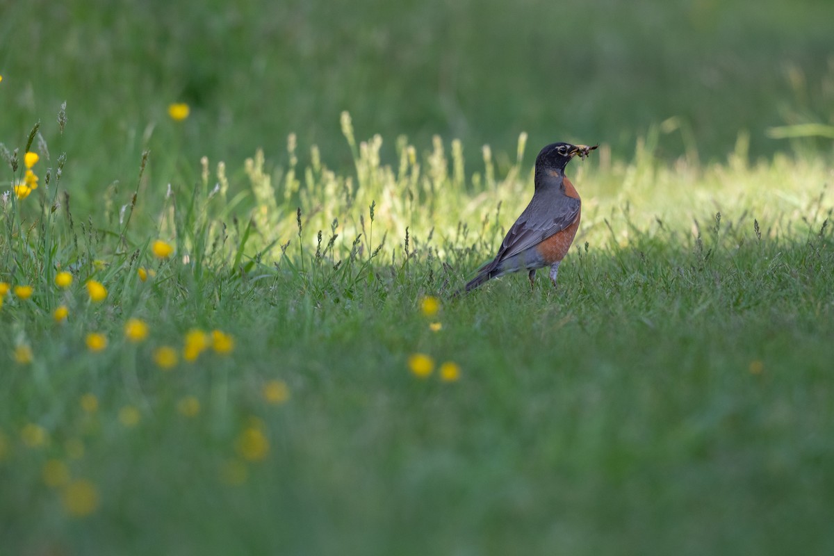 American Robin - ML573290241