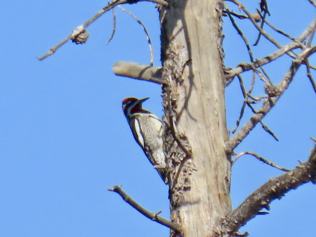 Red-naped Sapsucker - Misty Walters