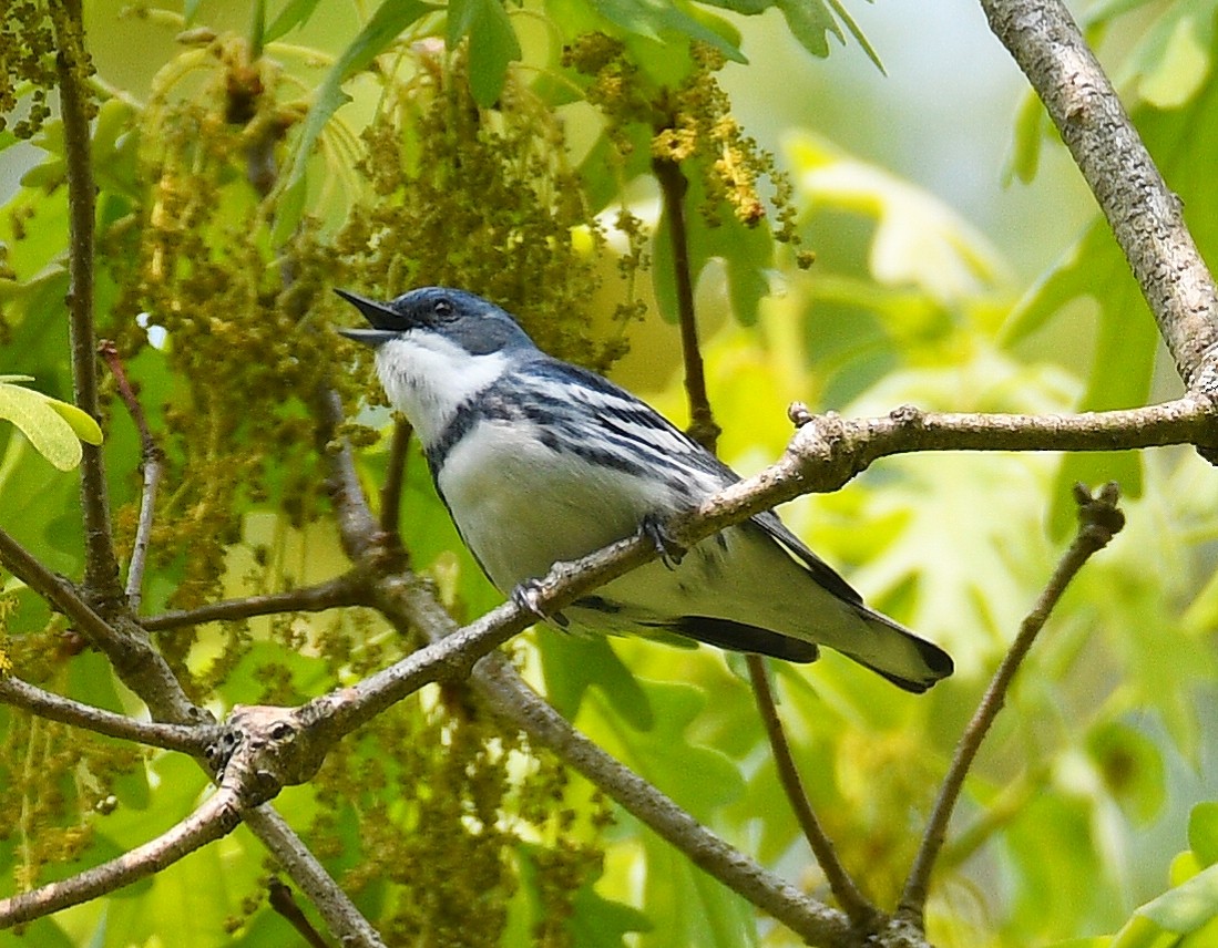 Cerulean Warbler - Victor Quintanilla