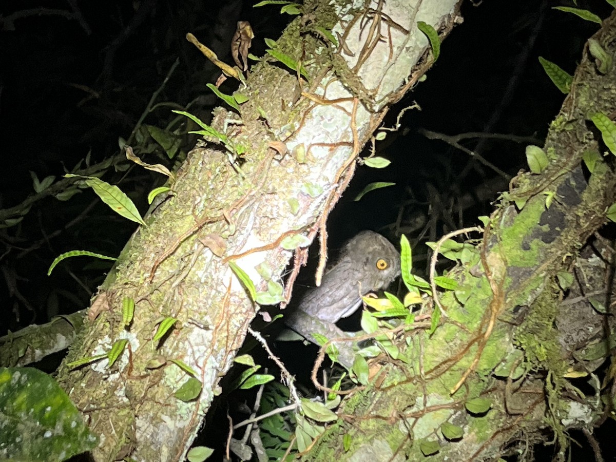 Pacific Screech-Owl (cooperi) - ML573290901