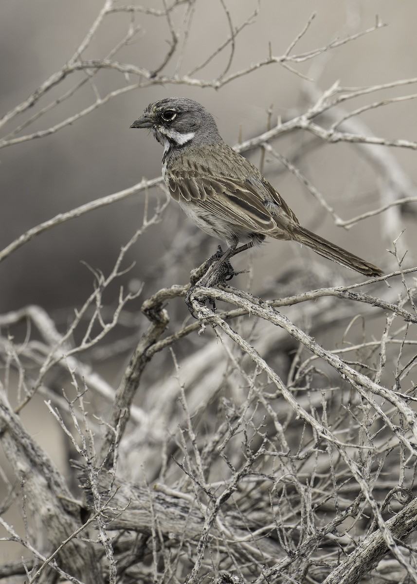 Bell's Sparrow - ML573291211