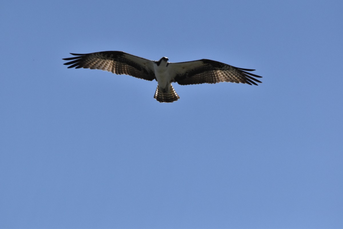 Balbuzard pêcheur - ML573291551