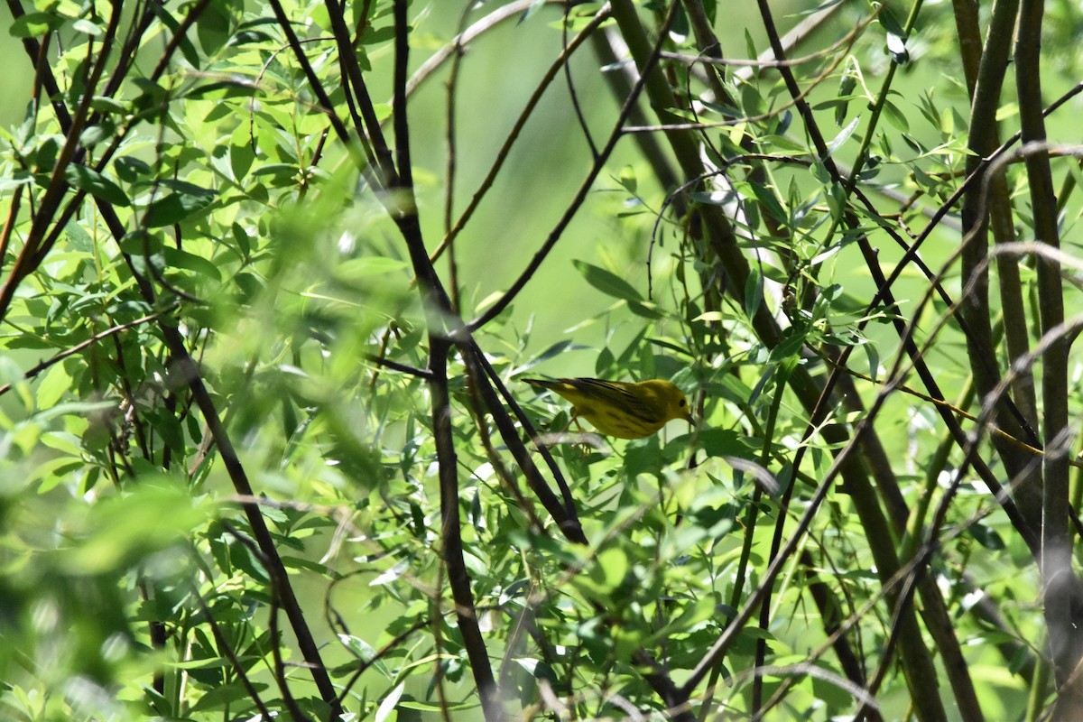 Yellow Warbler - ML573291941