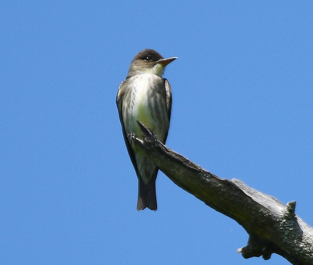 Olive-sided Flycatcher - Victor Quintanilla