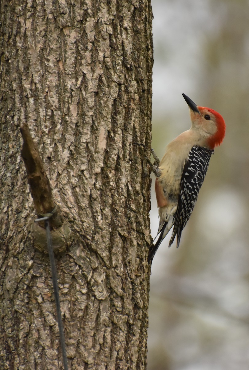 Red-bellied Woodpecker - ML57329301