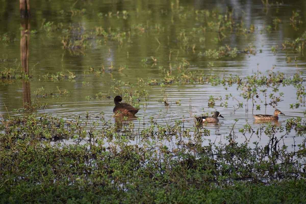 Southern Pochard - ML573293201