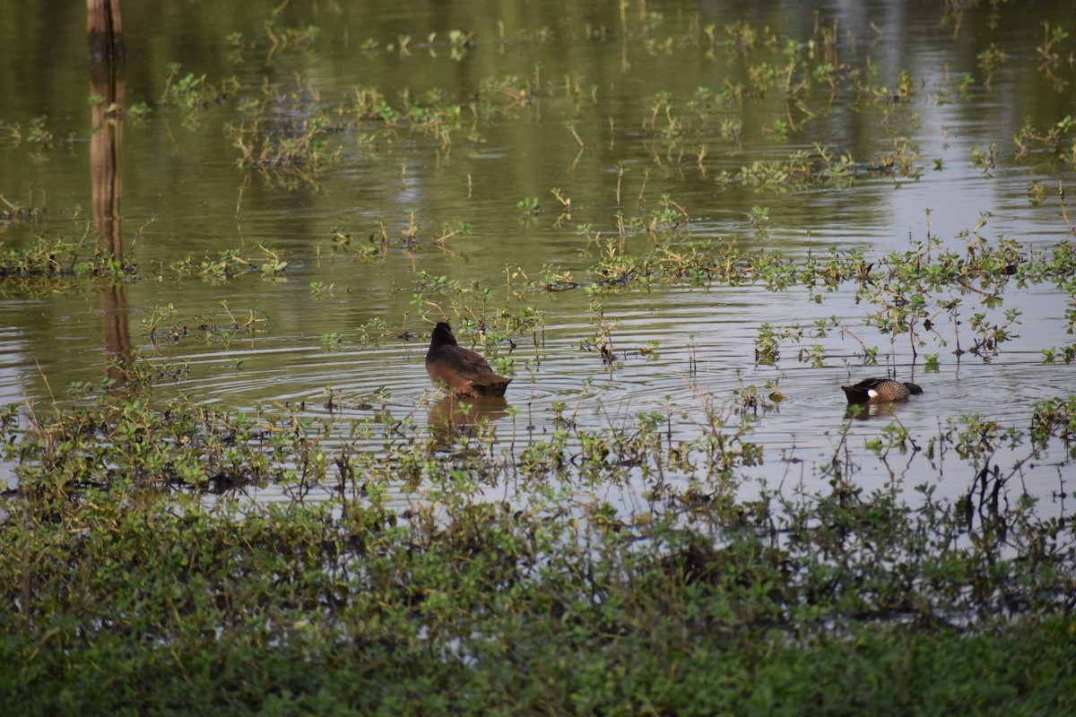 Southern Pochard - Jared Gorrell