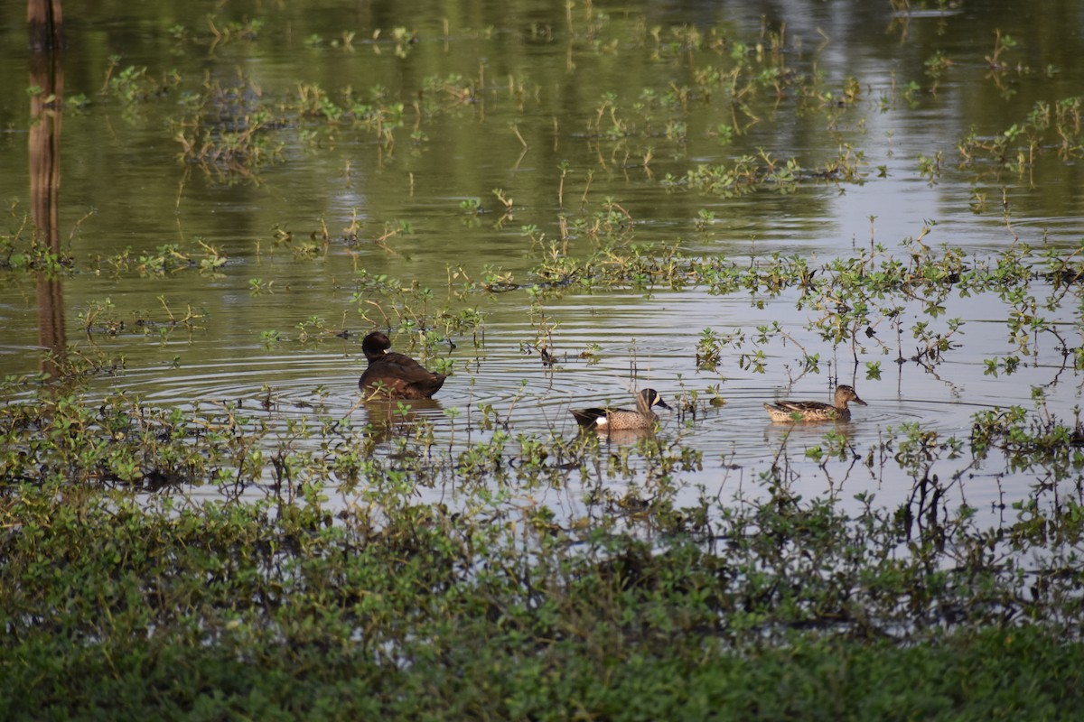 Southern Pochard - ML573293221