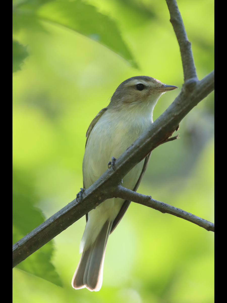 Warbling Vireo - Terry Martin