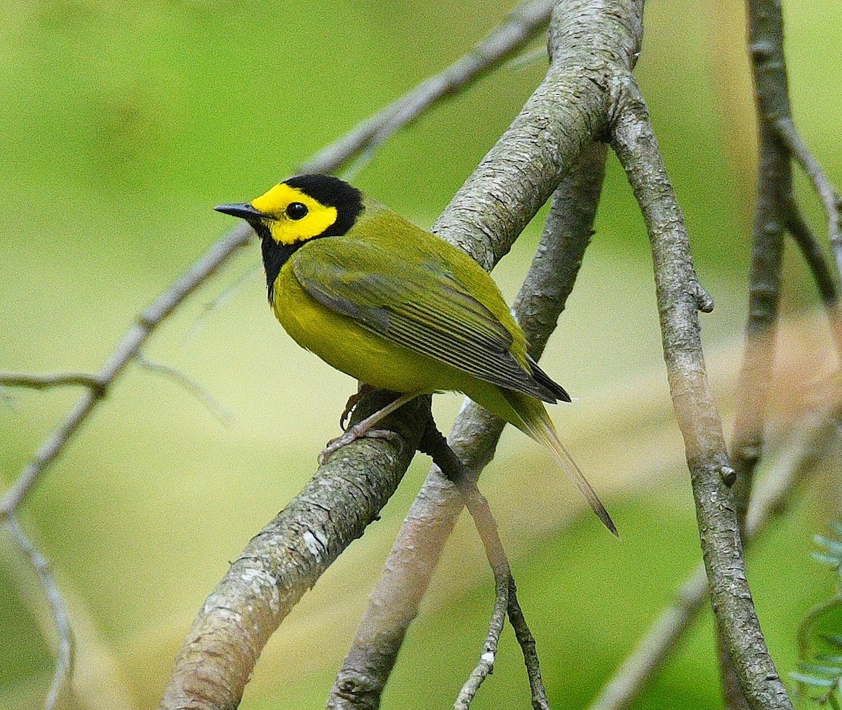 Hooded Warbler - Victor Quintanilla